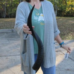 Real Kudu horn 26 inches 