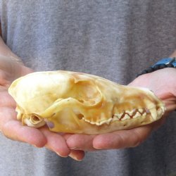 Buy this B-Grade 5-1/2" Red Fox Skull for sale - $25