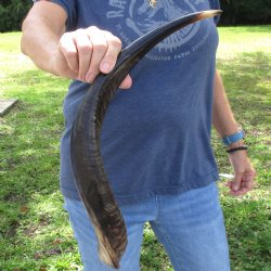 21" Polished Kudu Horn 