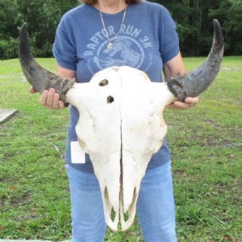 Discounted Bison skull Hand Picked