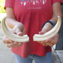 Matching pair of 7 inch Warthog Tusks - For Sale for $29/pair