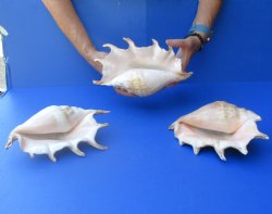 Three piece lot of 8"-10" Giant Spider Conch Shell for Sale for $20/lot