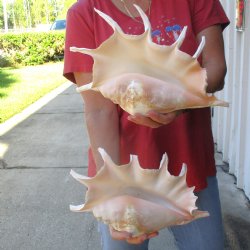 Two piece lot of 12" Giant Spider Conch Shell for Sale $23/lot