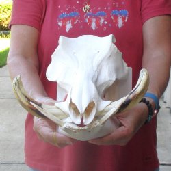 12 inch long African Warthog Skull for sale with 5 inch Ivory tusks - $125