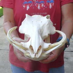 13 inch long African Warthog Skull for sale with 9 inch Ivory tusks - $165