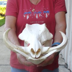 14 inch long African Warthog Skull for sale with 10 inch Ivory tusks - $185