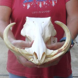 11 inch long African Warthog Skull for sale with 9 inch Ivory tusks - $165