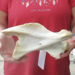 9-1/2" Giraffe Vertebra Bone, available for sale - $45