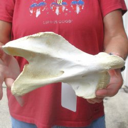 9" Giraffe Vertebra Bone, available for sale - $45