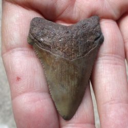 2" x 1-3/8" Megalodon Tooth - $30