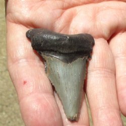 2-1/4" x 1-3/8" Megalodon Tooth - $30