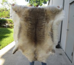 For Sale 47 inches by 46 inches Finland Reindeer Hide, Skin, farm raised - $145