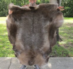 Authentic Nice Quality A Grade Reindeer pelt/hide/skin without legs, 47 inches long by 37 inches wide for $110