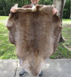 Grade B Reindeer pelt/hide/skin without legs, 47 inches long by 33 inches wide