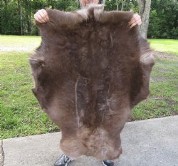 Grade B Reindeer pelt/hide/skin without legs, 45 inches long by 33 inches wide