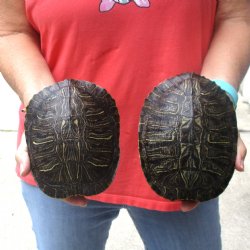 6" Red Eared Slider Turtle Shells, 2pc lot - $31