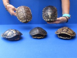 6" Red Eared Slider Turtle Shells, 5pc lot - $70