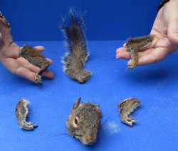 Preserved Squirrel ...