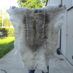  44" x 42" Finland Reindeer Hide, Skin, Farm Raised 