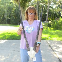 Gemsbok Skull Plate with 29 & 30 inch horns for sale $60
