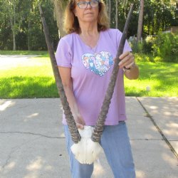 Craft-Grade Gemsbok Skull Plate with 28 & 29 inch horns for sale $49