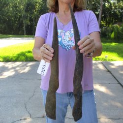 2pc/lot of B-Grade Female African Eland Horns 20 and 24 inches long for $26