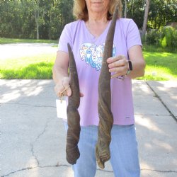 2pc/lot of B-Grade Female African Eland Horns 20 and 27 inches long for $26