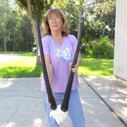 B-Grade Gemsbok Skull Plate with 33 & 34 inch horns for sale $55