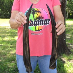 2pc/lot of B-Grade Female African Polished Eland Horns 19 inches long for $50