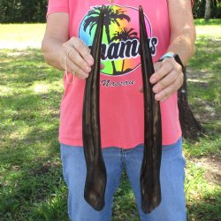 2pc/lot of B-Grade Female African Polished Eland Horns 19 inches long for $50