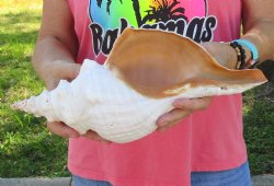 14 inches horse conch, Florida's state seashell, Buy now for $52
