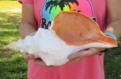 13-1/2 inches horse conch, Florida's state seashell, Buy now for $40