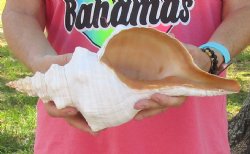 14-1/2 inches horse conch, Florida's state seashell, Buy now for $52