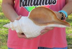 14 inches horse conch, Florida's state seashell, Buy now for $52