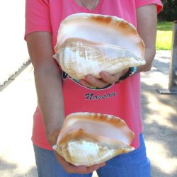 2 piece lot of Eastern Pacific Giant Conch shells for sale, 7-1/2 & 8-1/4  inch  - $35/lot