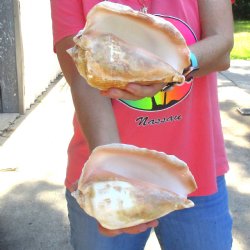 2 piece lot of Eastern Pacific Giant Conch shells for sale, 7-1/4 and 7-3/4 inch  - $35/lot