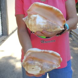 2 piece lot of Eastern Pacific Giant Conch shells for sale, 7-1/2 & 7-3/4  inch  - $35/lot