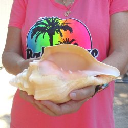 West Indian polished Chank Shell, 10 inches for $30
