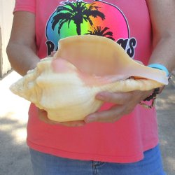 West Indian polished Chank Shell, 11-1/4 inches for $39
