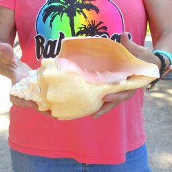 West Indian polished Chank Shell, 10-1/4 inches for $30