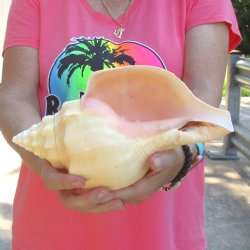 West Indian polished Chank Shell, 10-1/2 inches for $30