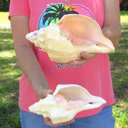 Available for Sale - 2 pc lot of West Indian Chank Shells, 9-1/2 & 9 inches for $37