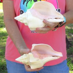 Available for Sale ...