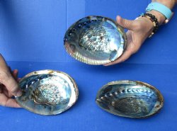 3 pc Natural Green Abalone shells 5 to 5-3/4 inches - $25/lot