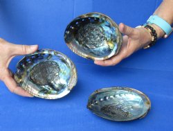 3 pc Natural Green Abalone shells 5 to 5-3/4 inches - $25/lot