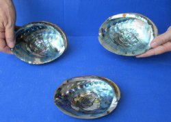 3 pc Natural Green Abalone shells 5 to 5-3/4 inches - $25/lot