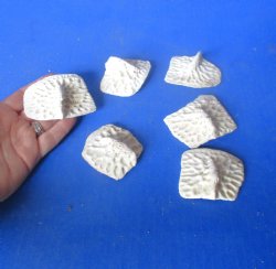 6 XL Alligator Osteoderm Bones - $25
