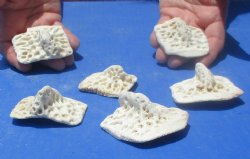 6 XL Alligator Osteoderm Bones - $25