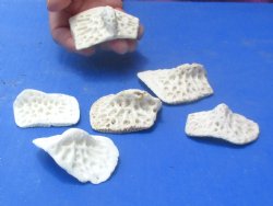 6 XL Alligator Osteoderm Bones - $25