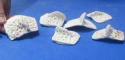 6 XL Alligator Osteoderm Bones - $25
